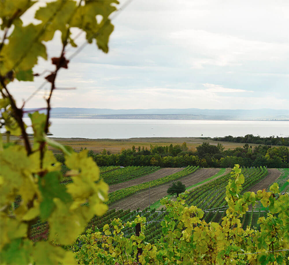 Gols, Weinbauregion Neusiedler See, hier gedeihen die Weine von Helmut Preisinger